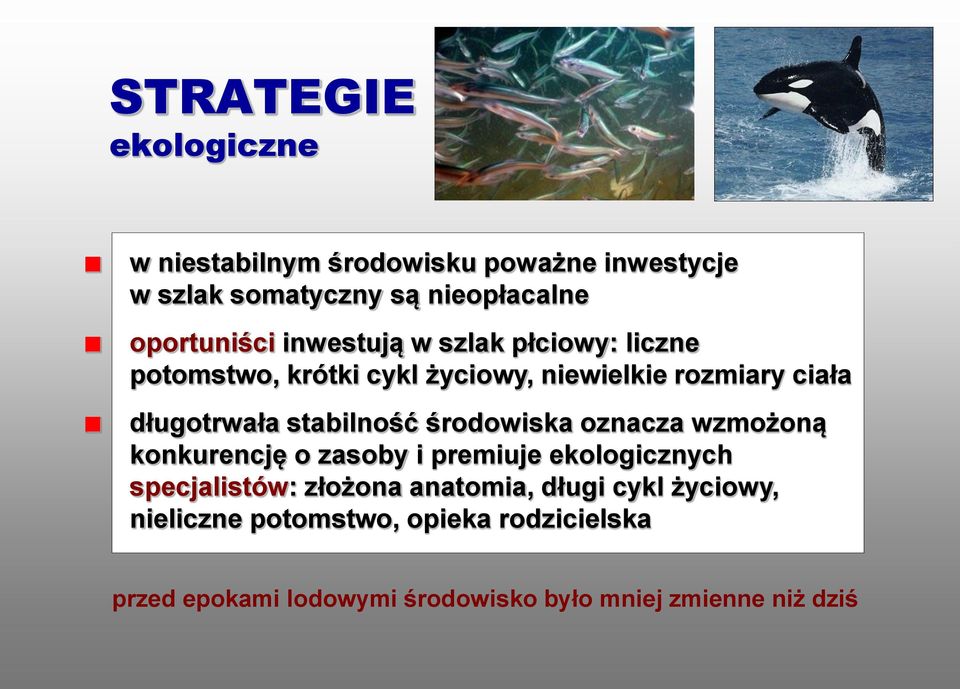 środowiska oznacza wzmożoną konkurencję o zasoby i premiuje ekologicznych specjalistów: złożona anatomia, długi