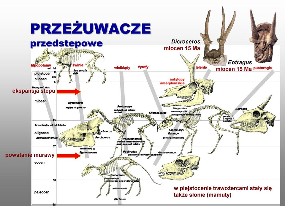 amerykańskie Merycodus powstanie murawy w