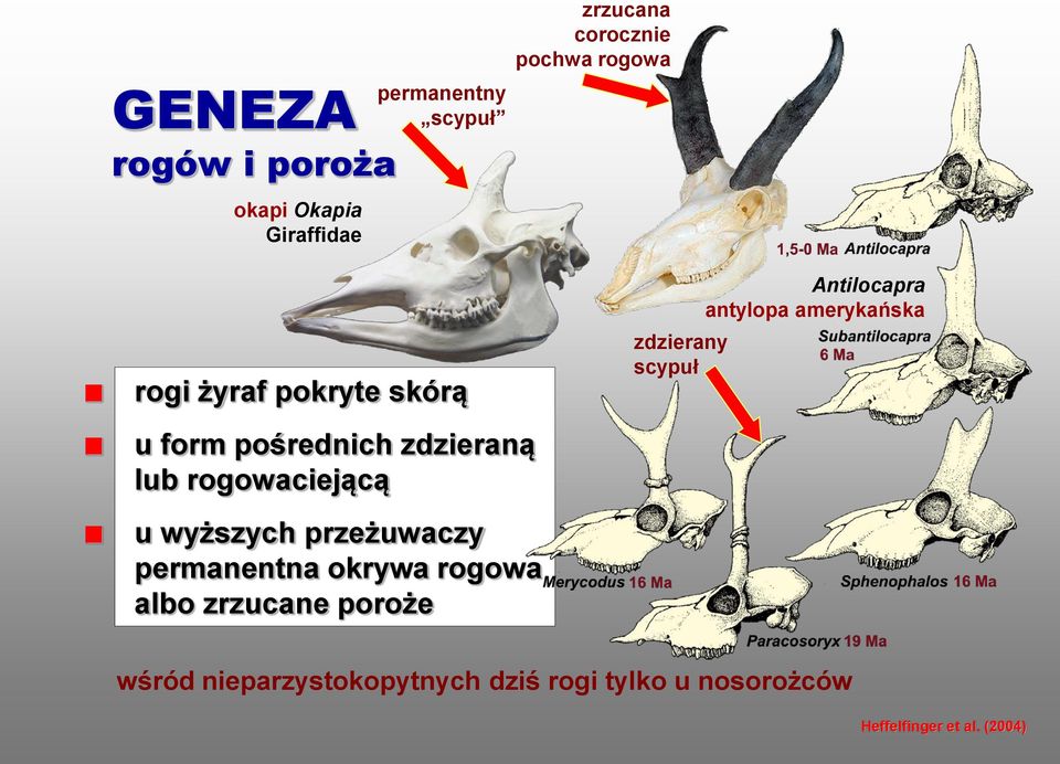 pośrednich zdzieraną lub rogowaciejącą u wyższych przeżuwaczy permanentna okrywa rogowa albo