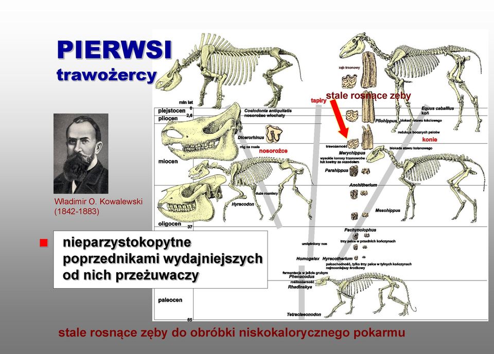 poprzednikami wydajniejszych od nich przeżuwaczy