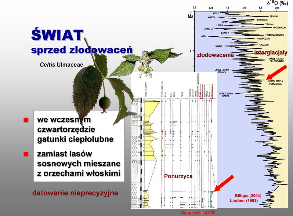 zamiast lasów sosnowych mieszane z orzechami włoskimi