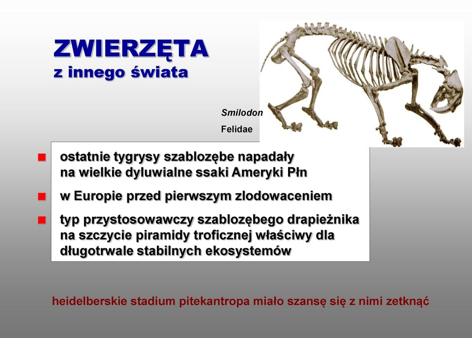 przystosowawczy szablozębego drapieżnika na szczycie piramidy troficznej właściwy dla