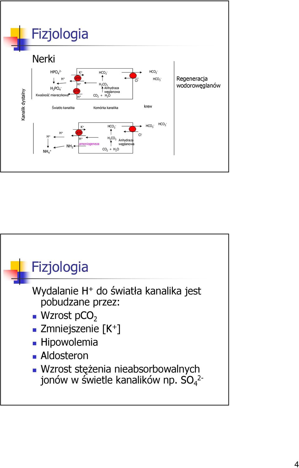 amoniogeneza H CO CO + H O Anhydraza węglanowa Cl Fizjologia Wydalanie do światła kanalika jest pobudzane