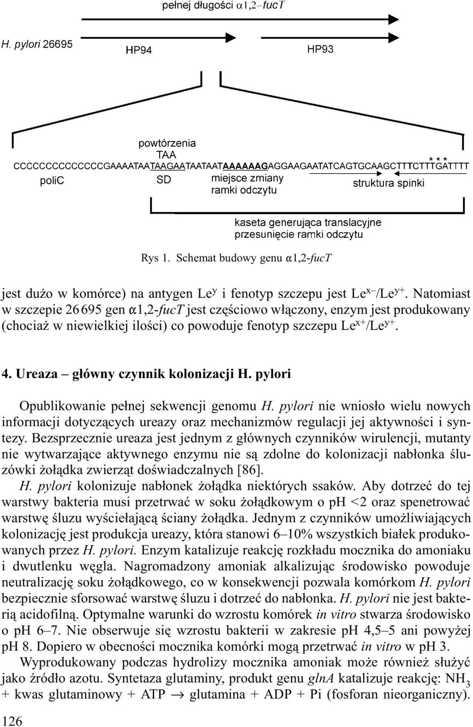 pylori Opublikowanie pe³nej sekwencji genomu H. pylori nie wnios³o wielu nowych informacji dotycz¹cych ureazy oraz mechanizmów regulacji jej aktywnoœci i syntezy.