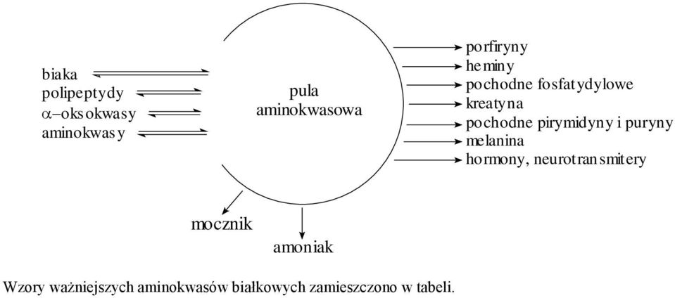 pirymidyny i puryny melanina hormony, neurotransmitery mocznik