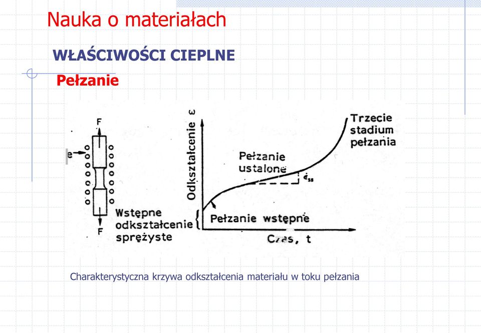 krzywa