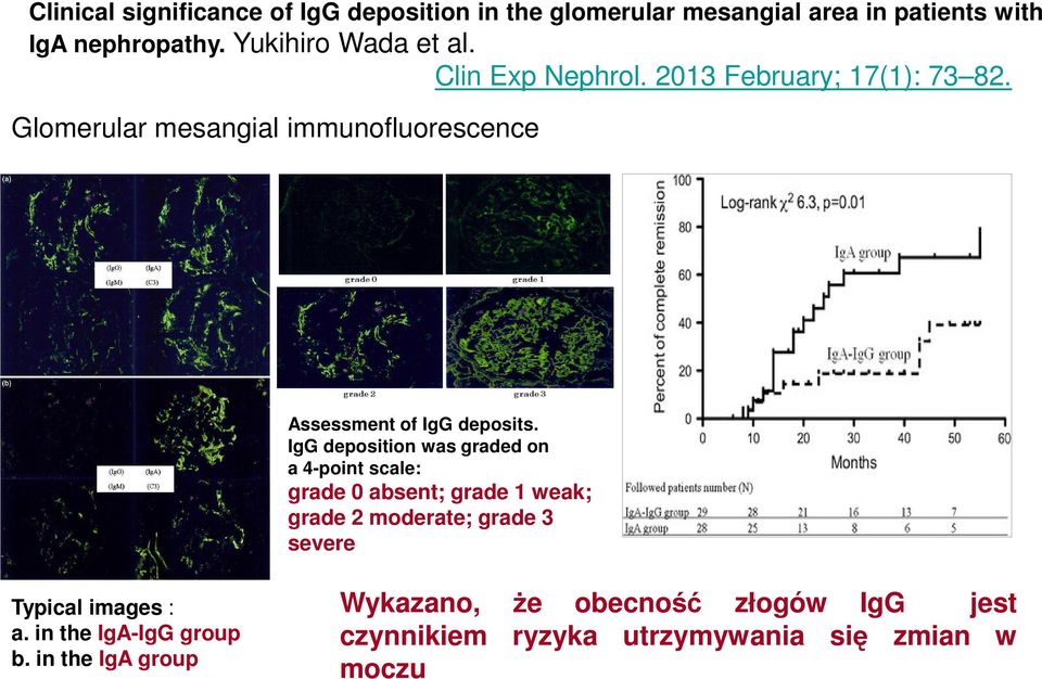 Glomerular mesangial immunofluorescence Assessment of IgG deposits.