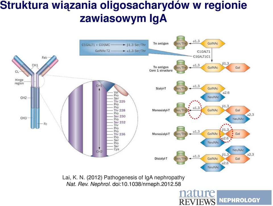 (2012) Pathogenesis of IgA nephropathy