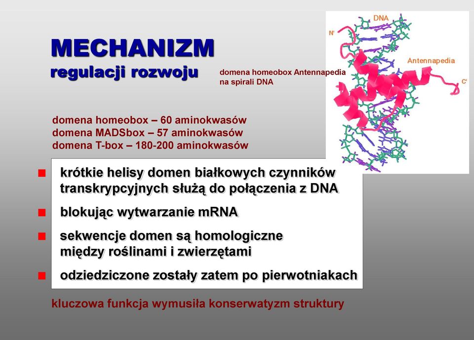 transkrypcyjnych służą do połączenia z DNA blokując wytwarzanie mrna sekwencje domen są homologiczne między