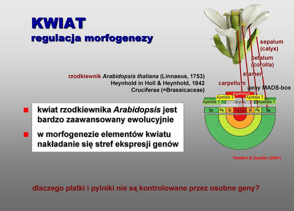 nakładanie się stref ekspresji genów petalum (corolla) stamen sepalum (calyx) carpellum geny MADS-box Agamous Apetala 3