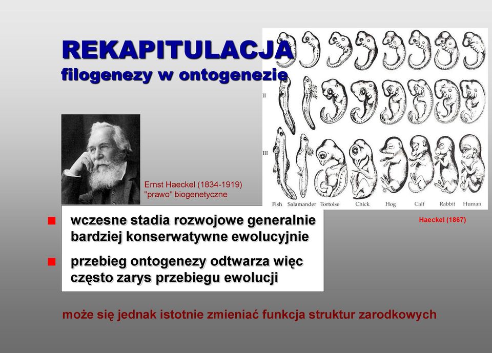 ewolucyjnie Haeckel (1867) przebieg ontogenezy odtwarza więc często zarys