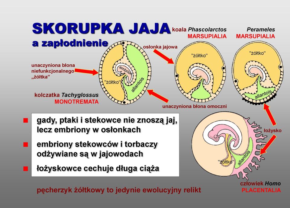 gady, ptaki i stekowce nie znoszą jaj, lecz embriony w osłonkach łożysko embriony stekowców i torbaczy odżywiane są w