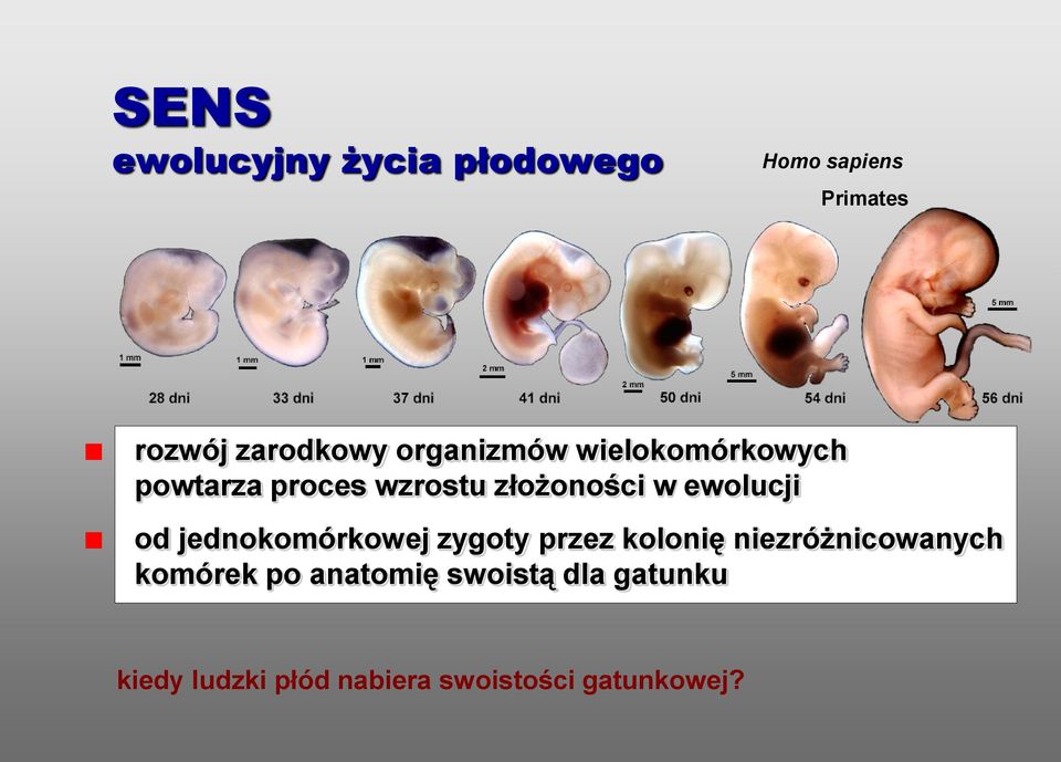 ewolucji od jednokomórkowej zygoty przez kolonię niezróżnicowanych