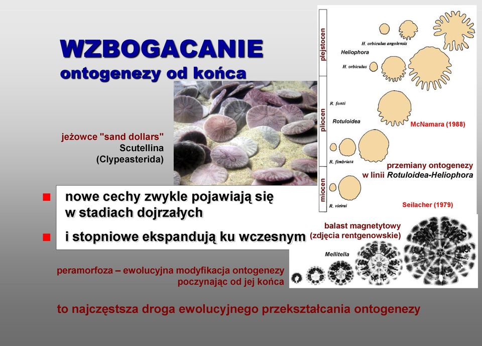 stopniowe ekspandują ku wczesnym balast magnetytowy (zdjęcia rentgenowskie) Seilacher (1979) peramorfoza