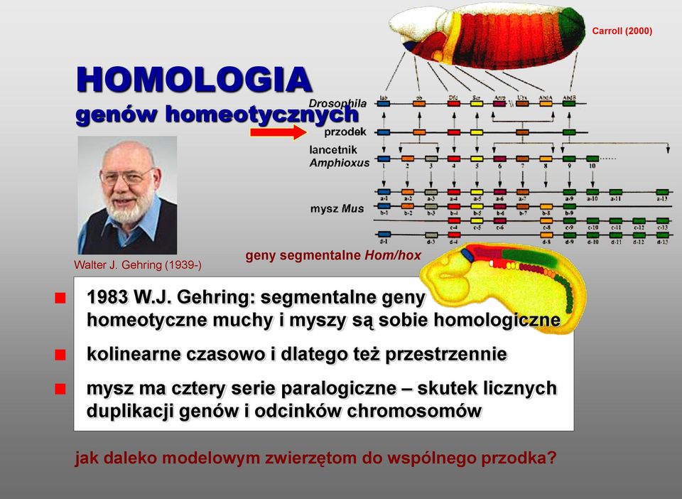 Gehring: segmentalne geny homeotyczne muchy i myszy są sobie homologiczne kolinearne czasowo