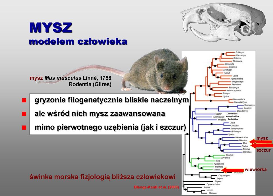 zaawansowana mimo pierwotnego uzębienia (jak i szczur) mysz szczur