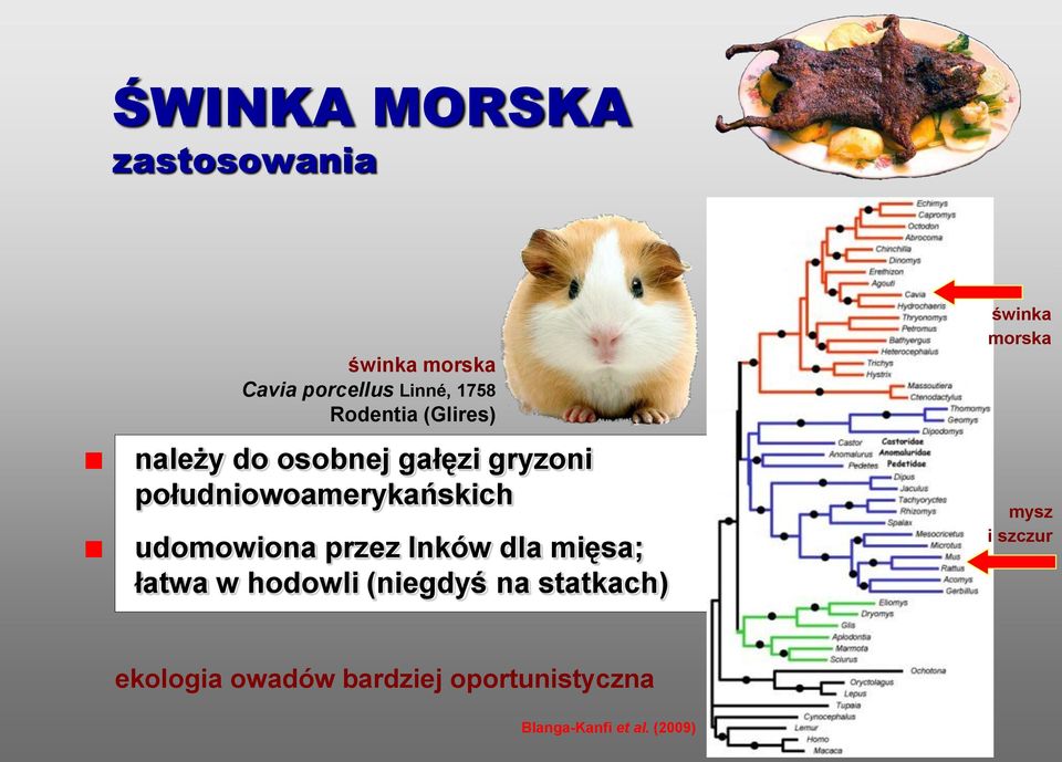 przez Inków dla mięsa; łatwa w hodowli (niegdyś na statkach) świnka morska