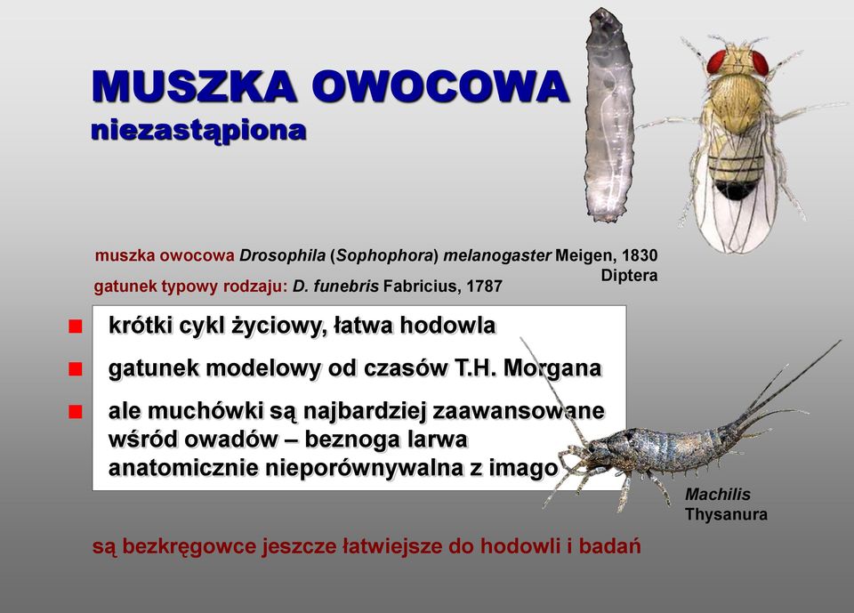 funebris Fabricius, 1787 krótki cykl życiowy, łatwa hodowla gatunek modelowy od czasów T.H.