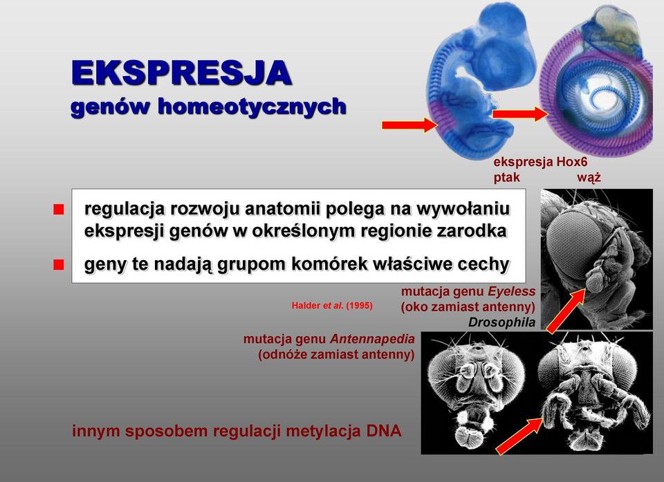 genu Eyeless Halder et al.