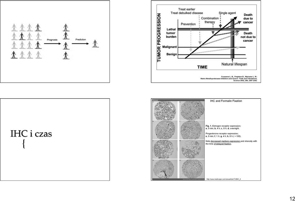 Estrogen receptor expression; a, 0 min; b, 4 h; c, 8 h; d, overnight.