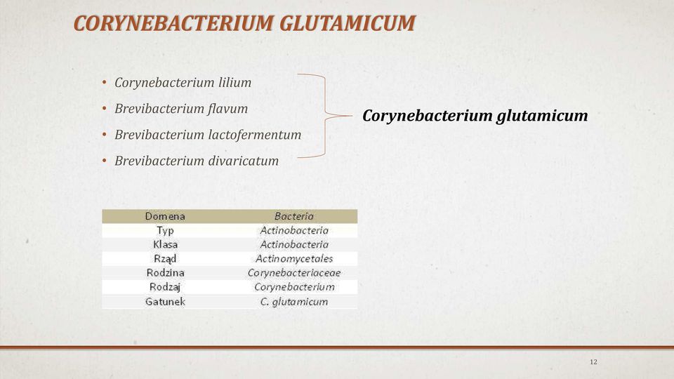 flavum Brevibacterium lactofermentum