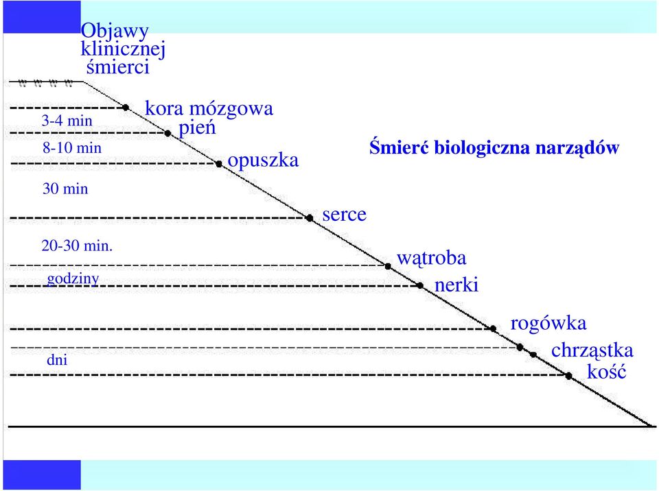 godziny dni kora mózgowa pień opuszka