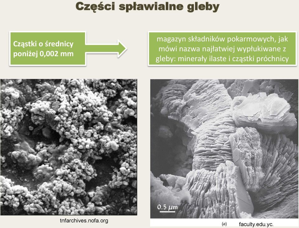 nazwa najłatwiej wypłukiwane z gleby: minerały