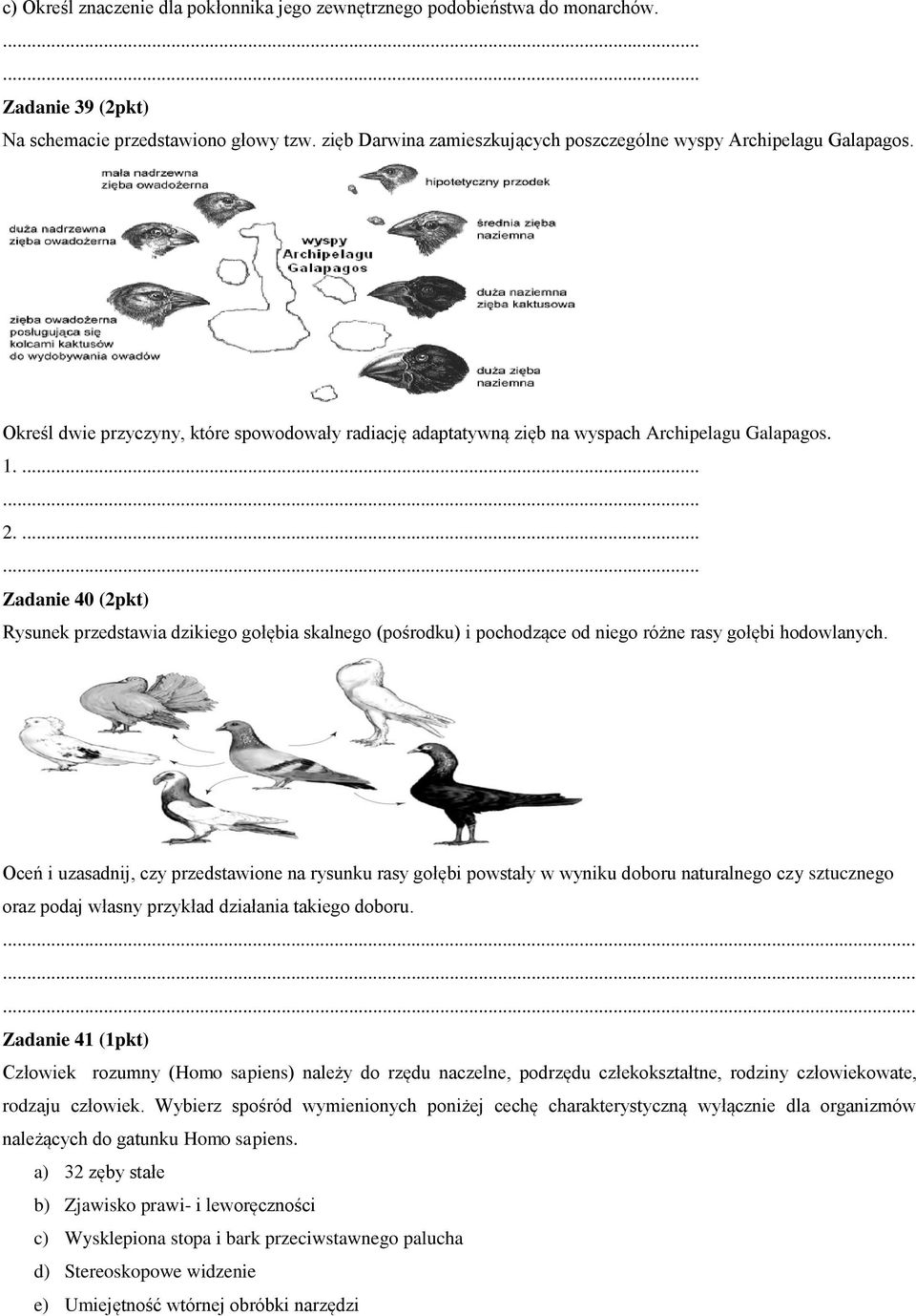 ...... Zadanie 40 (2pkt) Rysunek przedstawia dzikiego gołębia skalnego (pośrodku) i pochodzące od niego różne rasy gołębi hodowlanych.