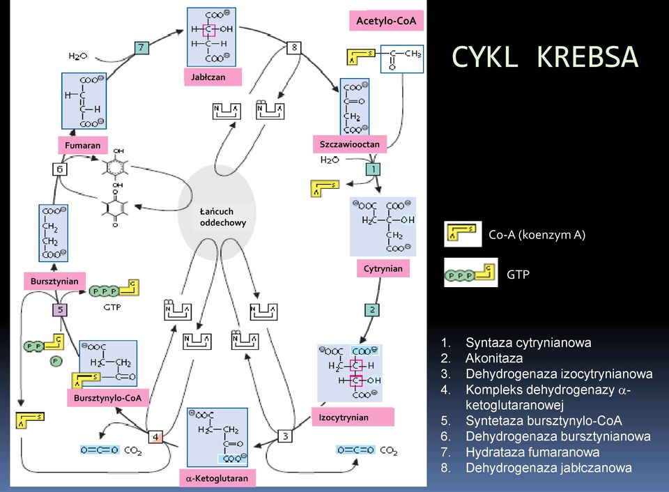 Akonitaza 3. Dehydrogenaza izocytrynianowa 4. Kompleks dehydrogenazy - ketoglutaranowej 5.