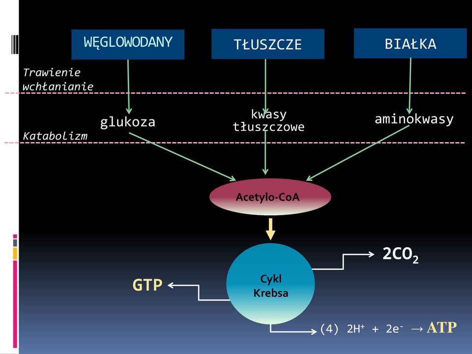 kwasy tłuszczowe aminokwasy