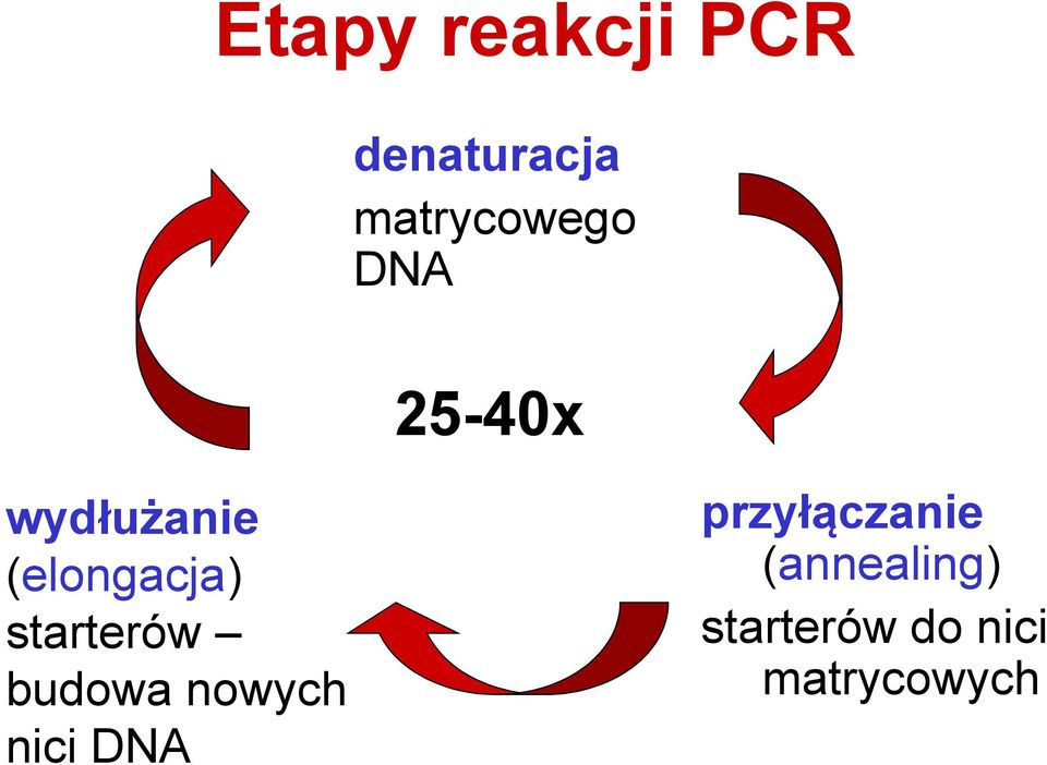 (elongacja) starterów budowa nowych nici