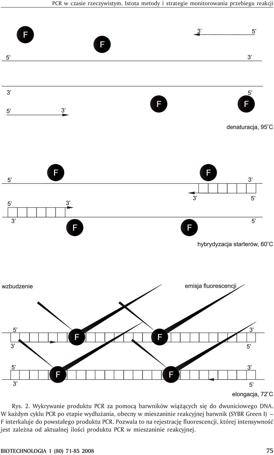 W ka dym cyklu PCR po etapie wyd³u ania, obecny w mieszaninie reakcyjnej barwnik (SYBR Green I) F interkaluje do