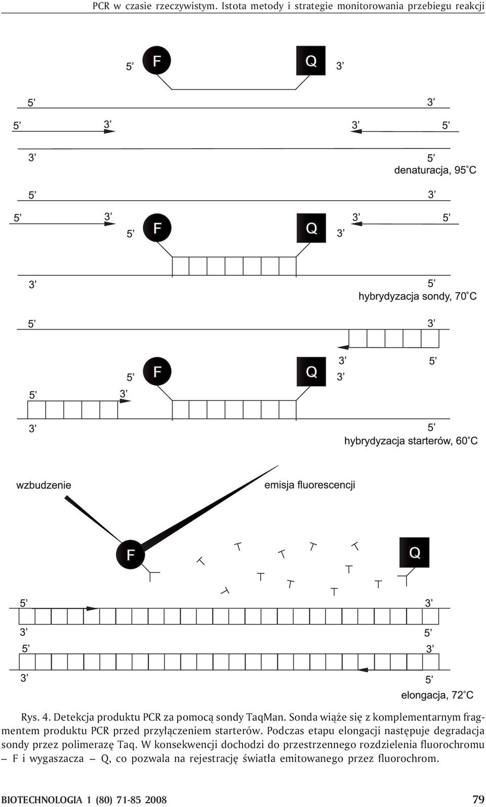 Sonda wi¹ e siê z komplementarnym fragmentem produktu PCR przed przy³¹czeniem starterów.