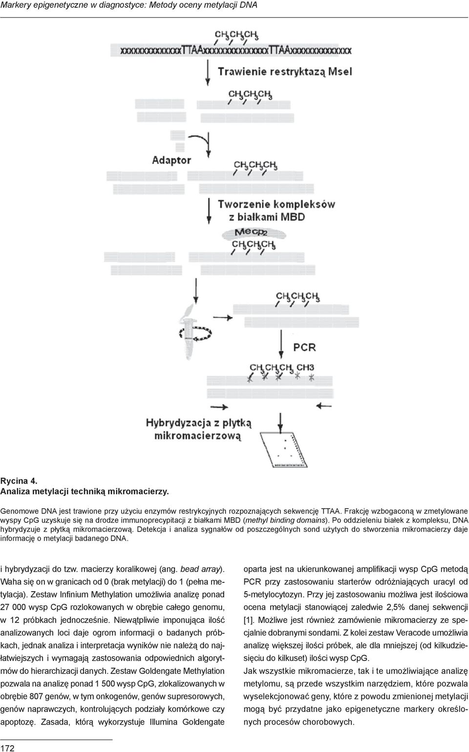 Frakcję wzbogaconą w zmetylowane wyspy CpG uzyskuje się na drodze immunoprecypitacji z białkami MBD (methyl binding domains).