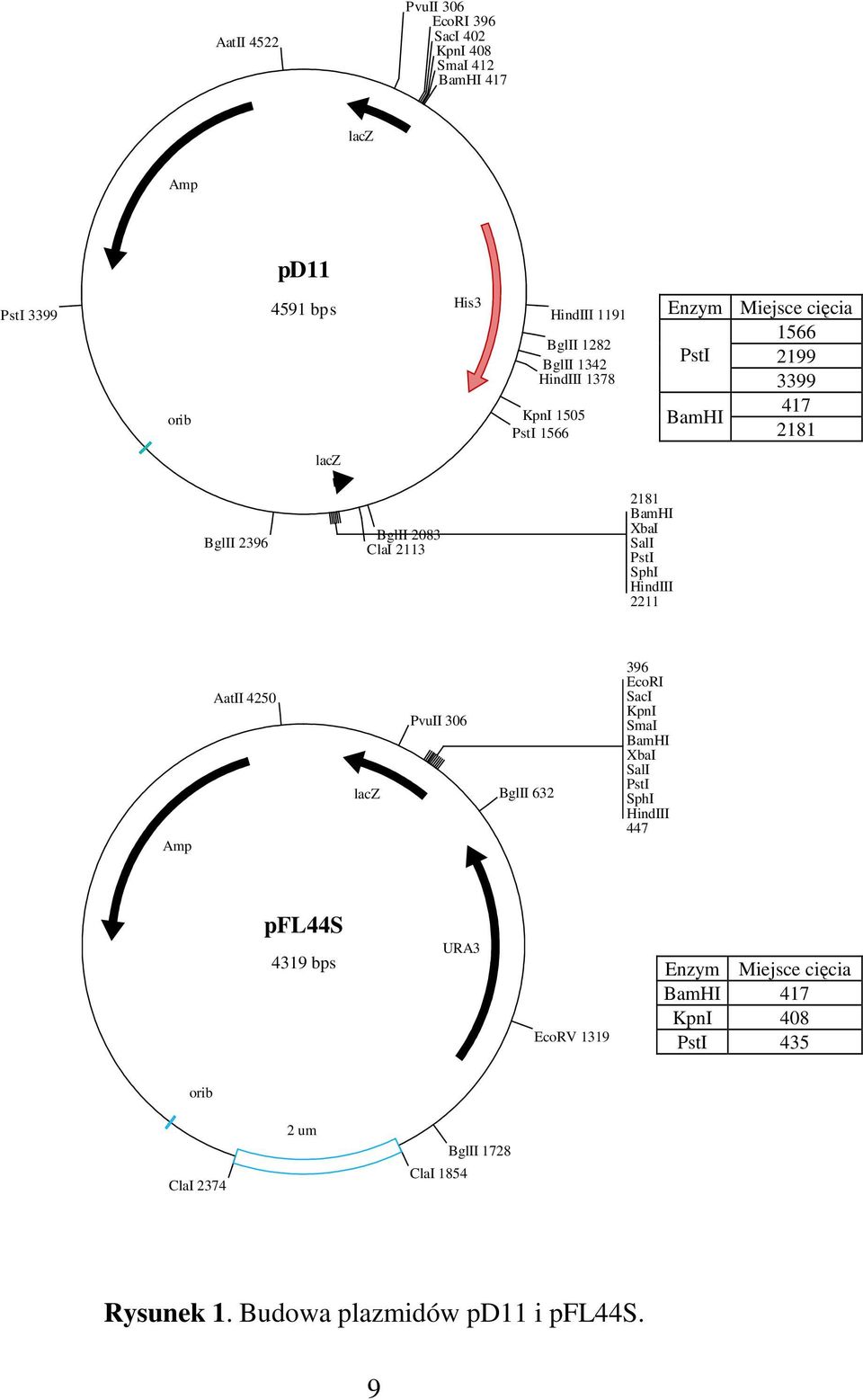 PstI SphI HindIII 2211 Amp AatII 4250 lacz PvuII 306 BglII 632 396 EcoRI SacI KpnI SmaI BamHI XbaI SalI PstI SphI HindIII 447 pfl44s 4319 bps URA3