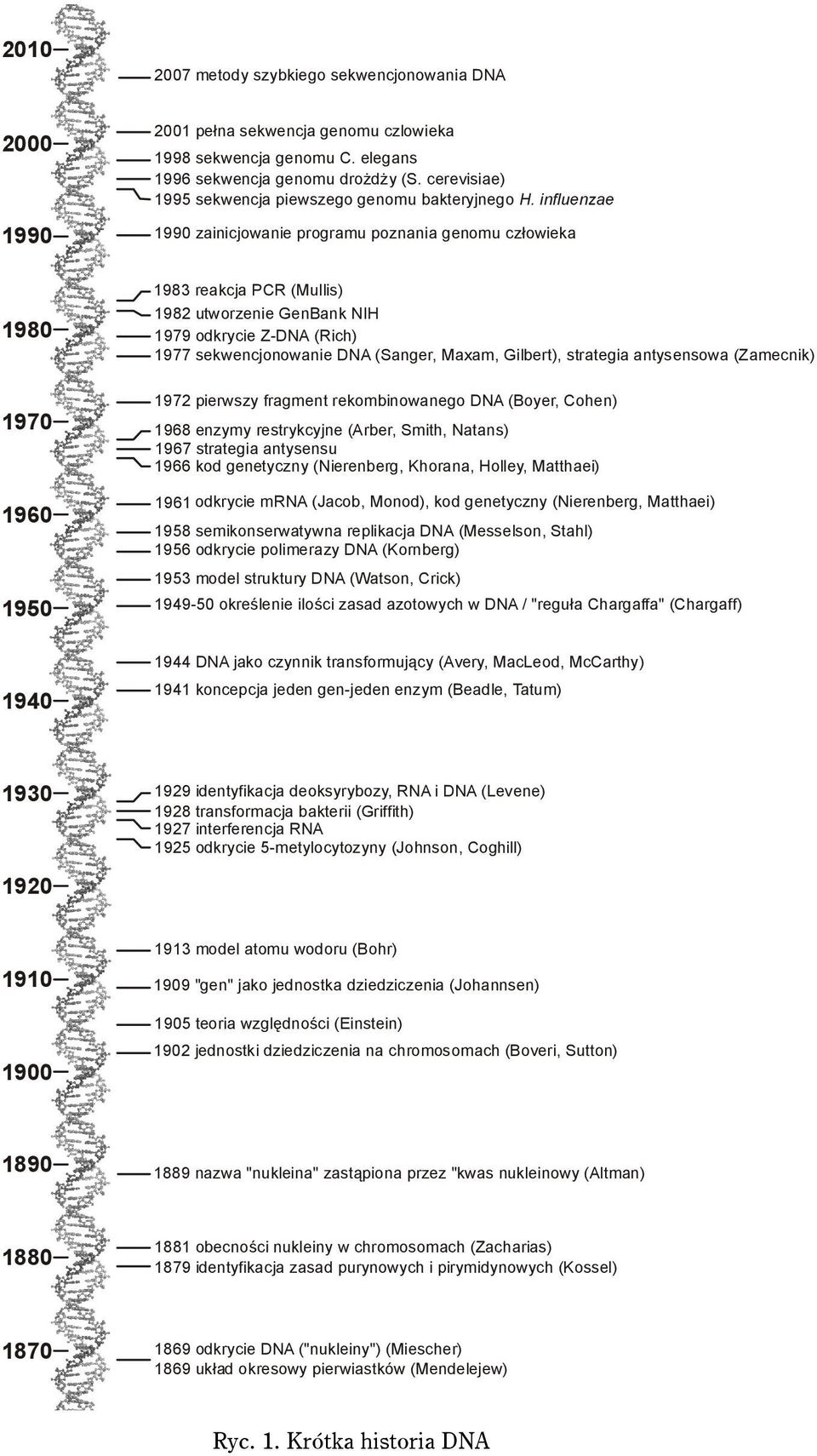 influenzae 1990 zainicjowanie programu poznania genomu człowieka 1983 reakcja PCR (Mullis) 1982 utworzenie GenBank NIH 1979 odkrycie Z-DNA (Rich) 1977 sekwencjonowanie DNA (Sanger, Maxam, Gilbert),