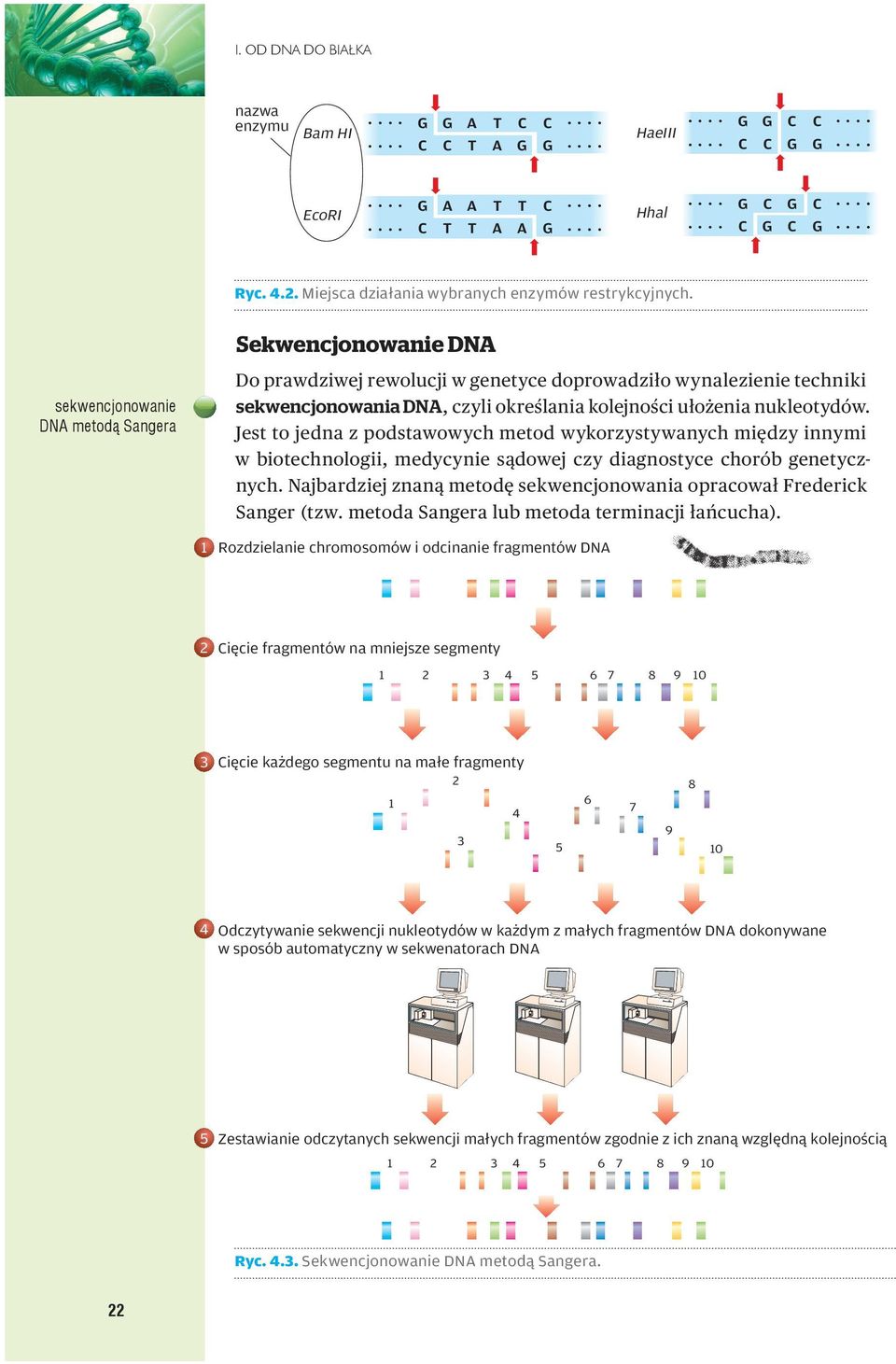 Jest to jedna z podstawowych metod wykorzystywanych między innymi w biotechnologii, medycynie sądowej czy diagnostyce chorób genetycznych.