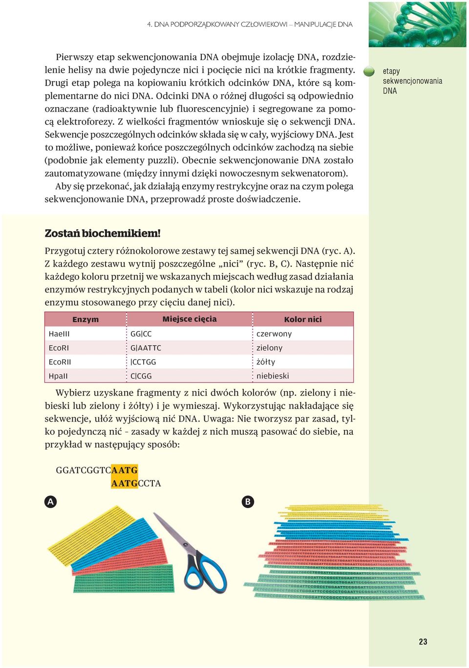 Odcinki DN o różnej długości są odpowiednio oznaczane (radioaktywnie lub fluorescencyjnie) i segregowane za pomocą elektroforezy. Z wielkości fragmentów wnioskuje się o sekwencji DN.