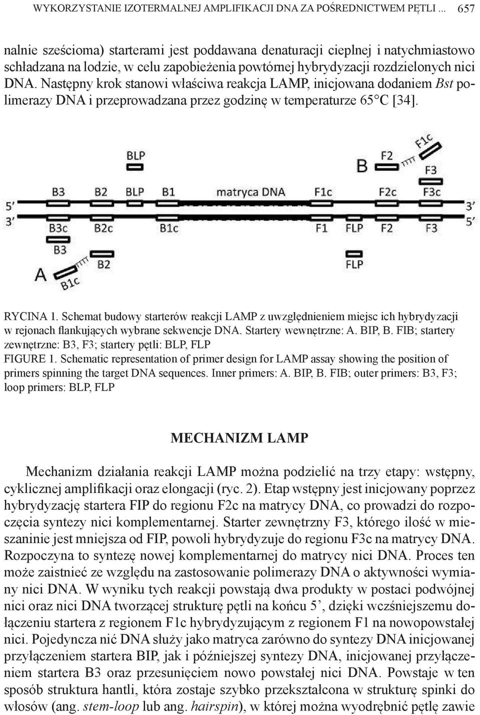 Następny krok stanowi właściwa reakcja LAMP, inicjowana dodaniem Bst polimerazy DNA i przeprowadzana przez godzinę w temperaturze 65 C [34]. RYCINA 1.