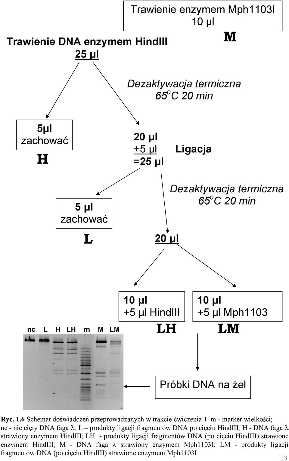 m - marker wielkości; nc - nie cięty DNA faga λ; L produkty ligacji fragmentów DNA po cięciu HindIII; H - DNA faga λ strawiony enzymem HindIII; LH - produkty ligacji fragmentów