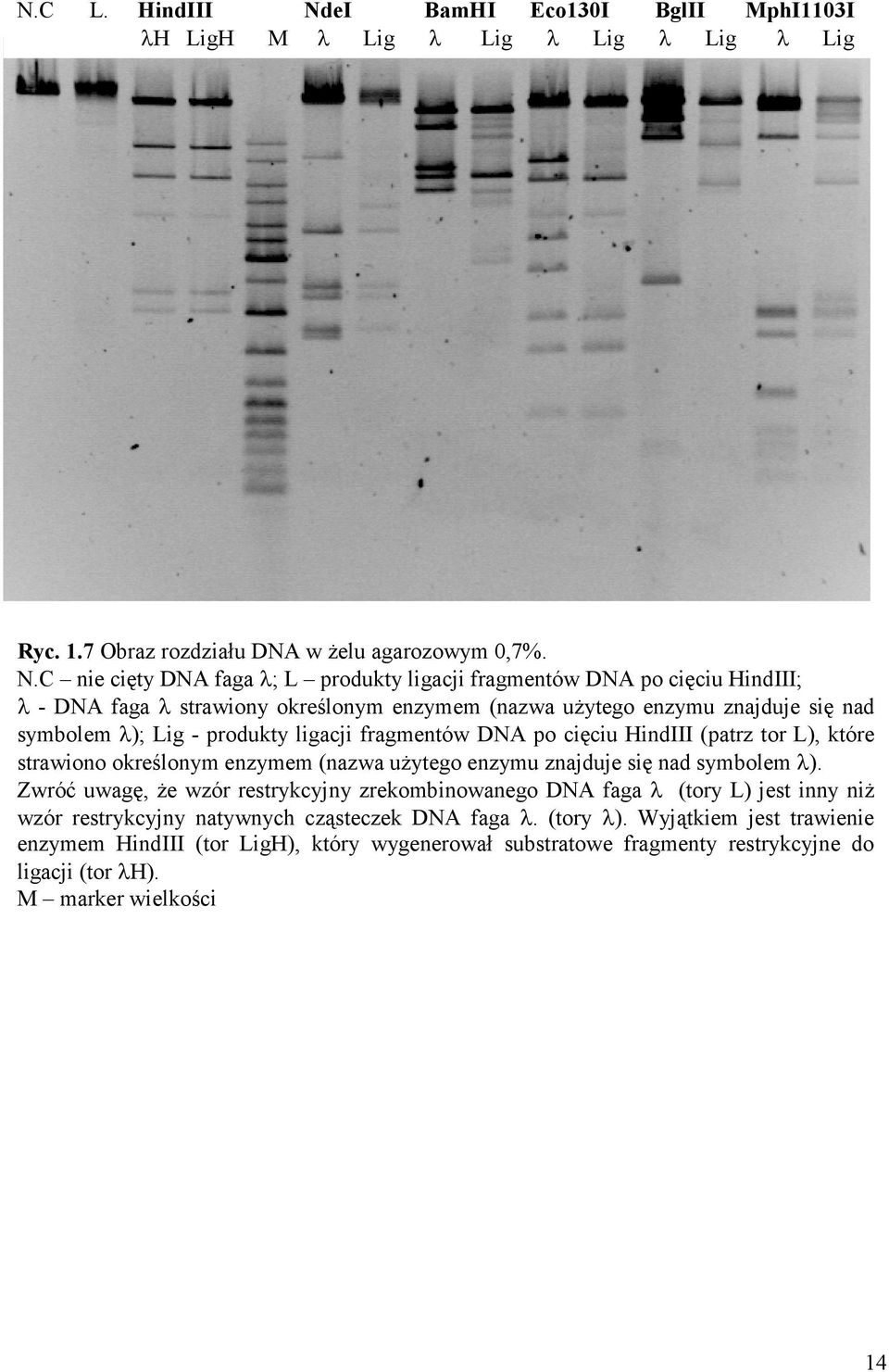 C nie cięty DNA faga λ; L produkty ligacji fragmentów DNA po cięciu HindIII; λ - DNA faga λ strawiony określonym enzymem (nazwa uŝytego enzymu znajduje się nad symbolem λ); Lig - produkty