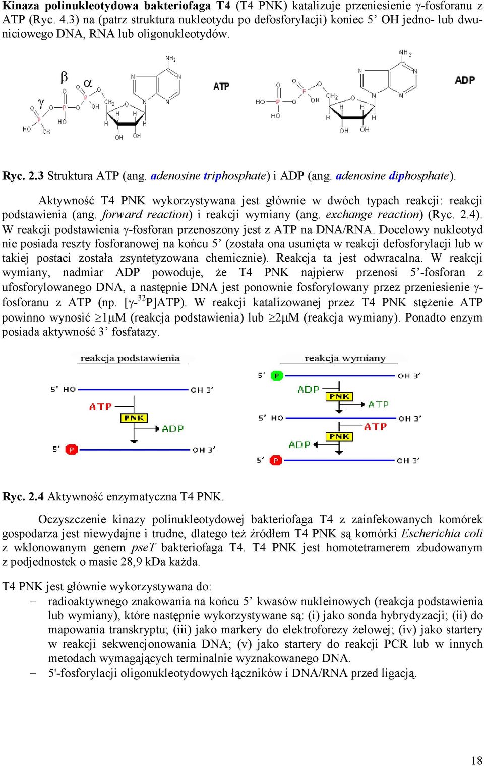 adenosine diphosphate). Aktywność T4 PNK wykorzystywana jest głównie w dwóch typach reakcji: reakcji podstawienia (ang. forward reaction) i reakcji wymiany (ang. exchange reaction) (Ryc. 2.4).