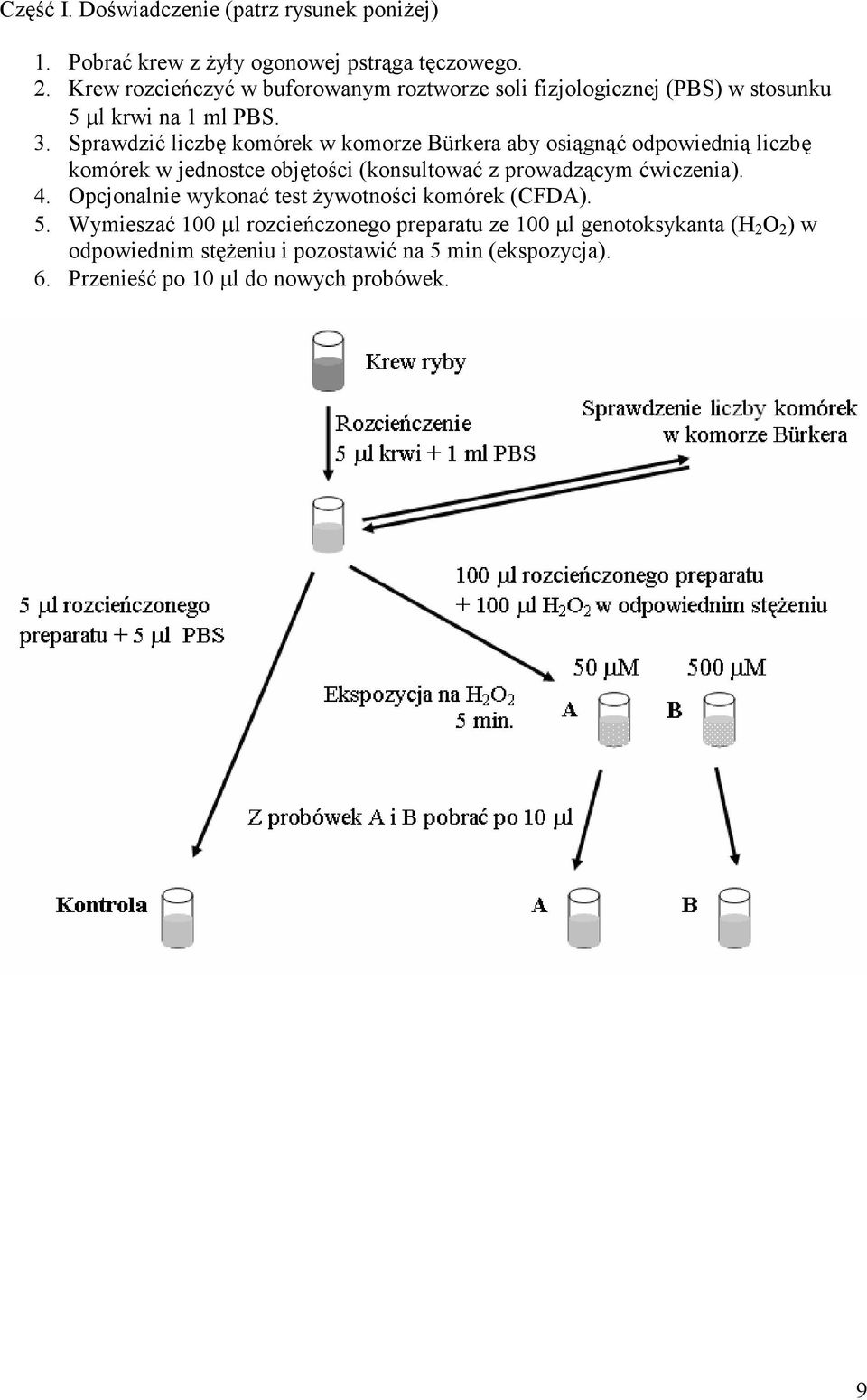 Sprawdzić liczbę komórek w komorze Bürkera aby osiągnąć odpowiednią liczbę komórek w jednostce objętości (konsultować z prowadzącym ćwiczenia). 4.