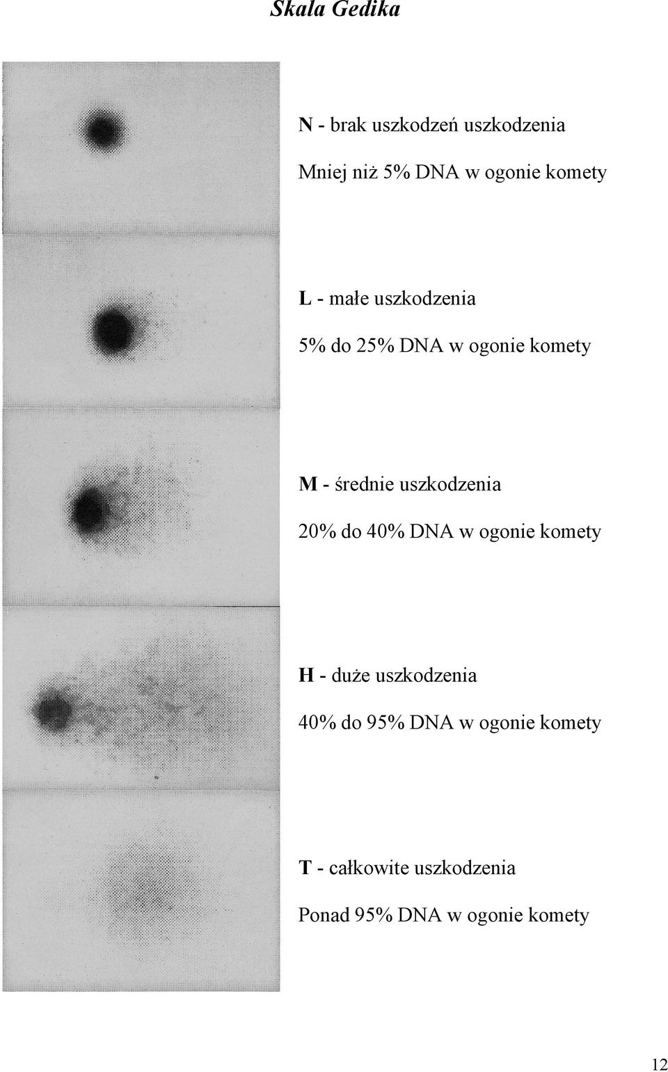 uszkodzenia 20% do 40% DNA w ogonie komety H - duŝe uszkodzenia 40% do