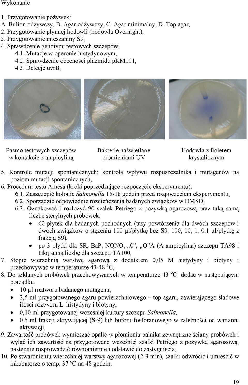 Delecje uvrb, Pasmo testowych szczepów w kontakcie z ampicyliną Bakterie naświetlane promieniami UV Hodowla z fioletem krystalicznym 5.