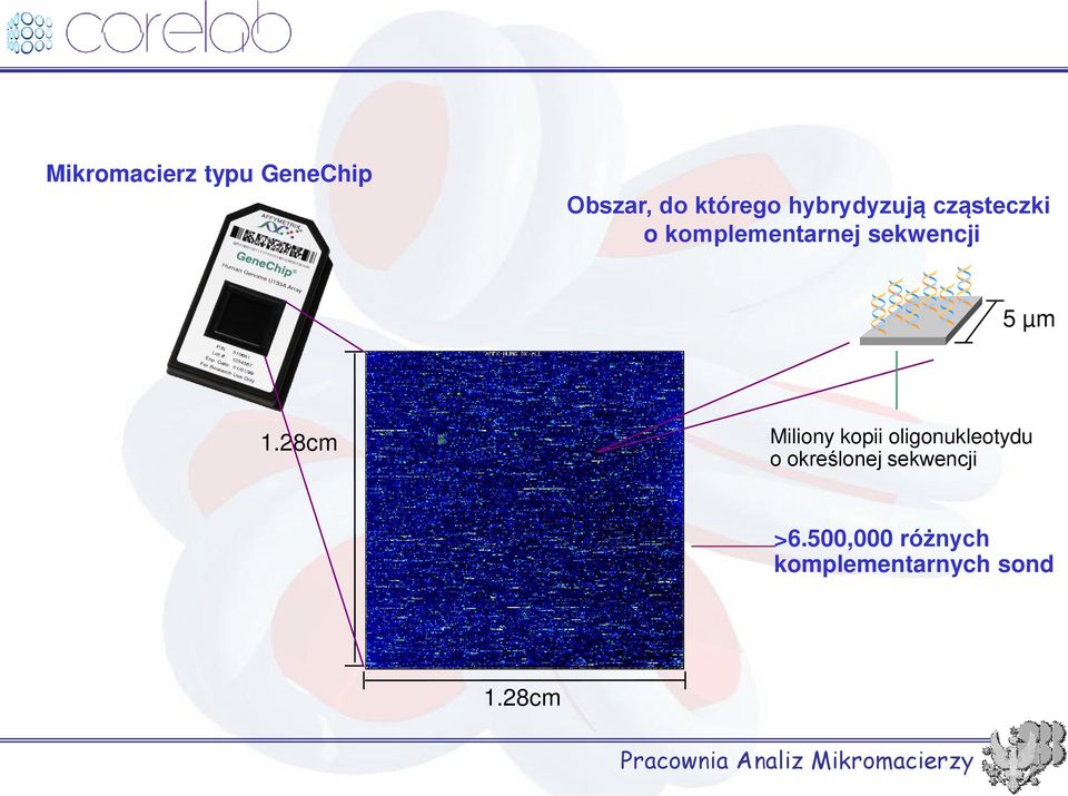 28cm Miliony kopii oligonukleotydu o określonej sekwencji >6.