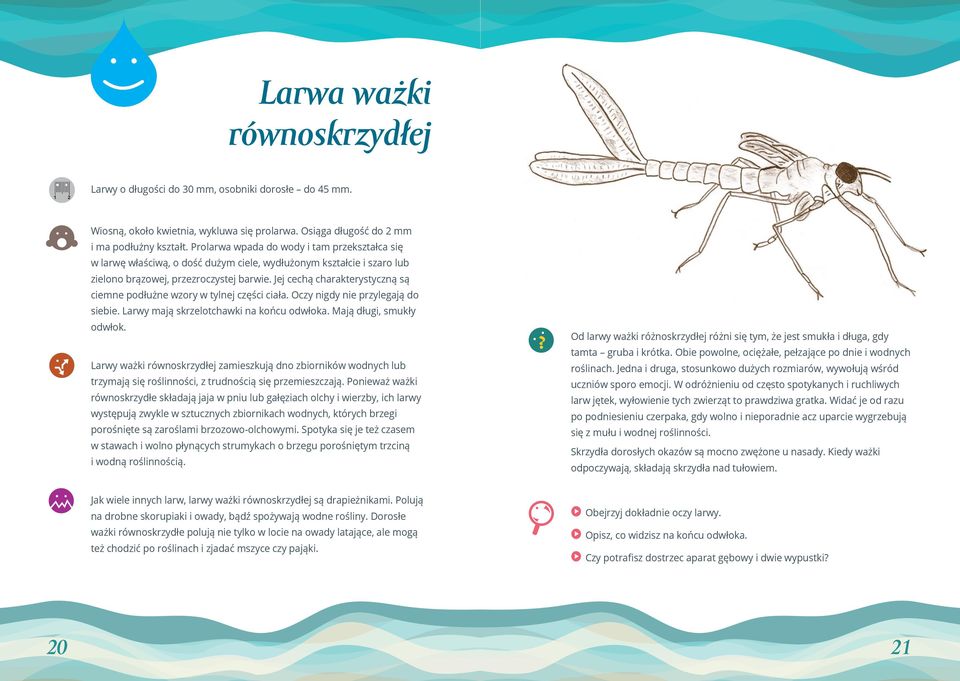 Jej cechą charakterystyczną są ciemne podłużne wzory w tylnej części ciała. Oczy nigdy nie przylegają do siebie. Larwy mają skrzelotchawki na końcu odwłoka. Mają długi, smukły odwłok.