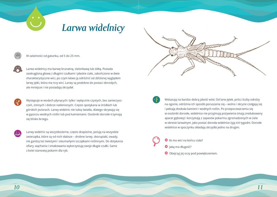 Larwy są podobne do postaci dorosłych, ale mniejsze i nie posiadają skrzydeł. Występuje w wodach płynących: tylko i wyłącznie czystych, bez zanieczyszczeń, zimnych i dobrze natlenionych.