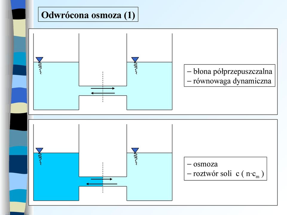 równowaga dynamiczna