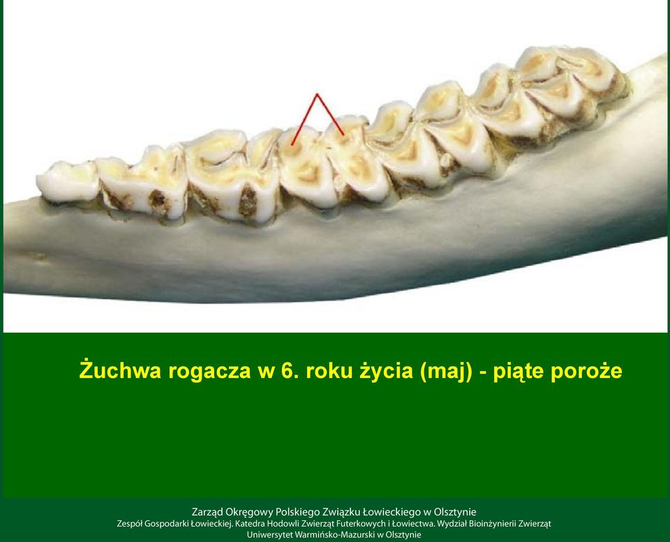 roku życia